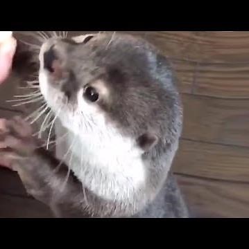 Otters Making Strange Noises For Food Compilation