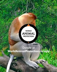 96K views · 634 reactions | Animals with inner beauty need love too. Help save millions of species around the world. Even the ugly ones. | World Animal Protection Canada | Facebook