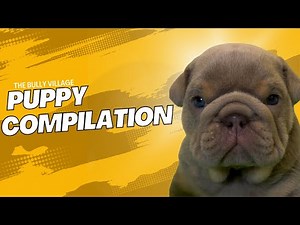 Puppy Compilation 🐶 Bulldogs Are The Best 🥹