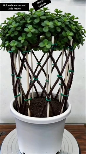 let's create a jade plant fence design! These two plants look amazing together