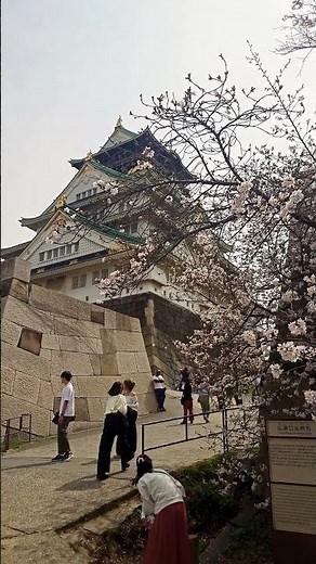 4K Cherry Blossoms at Osaka Castle #tourism #shorts #castle #osaka #4k