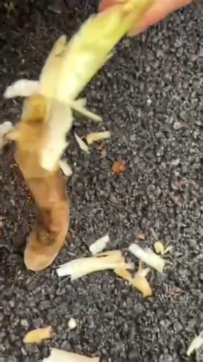 peeling the skin of a spice using a knife is done by an expert#shortvideo