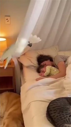 Funny Morning: Mischievous Parrot Bugs the Family 🐦😂 #monkey #dog #funny #parrot #song