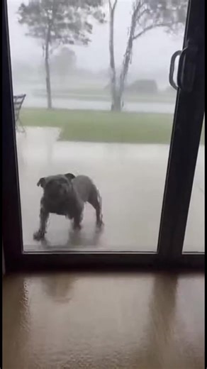 Heartwarming Dog Rescue in the Rain Watch as a kind soul rescues a dog caught in a storm. #fblifestyle #AI Generated using Kling AI . . . (For entertainment purposes only. Consult professionals if guidance on activities is presented. No brand affiliation is implied if any are shown. If inspired by true events, creative adaptations may be included. Content may include public footage.) | Fabiosa Belle