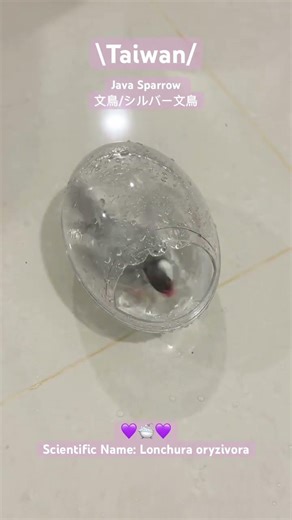 文鳥の癒しお風呂タイム 🛁🐦 Fluffy Java Sparrow Enjoying a Bath#javasparrow #birds #pets #文鳥 #文鳥好き