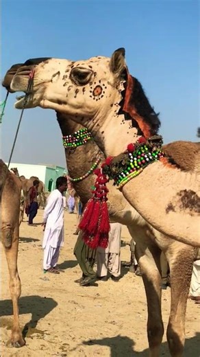 Raising Camels in the Desert – Full Documentary