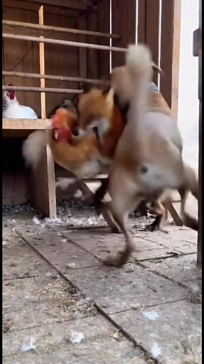 75K views · 95 reactions | Pitbull Guardian Saves the Chicken in Moment Seconds 力 #FarmLife #CCTVFootage #FoxAttack #GuardDog #PitbullPower #RealFootage #FarmSecurity #AnimalInstincts #ViralReels #Sora2Pro | Life on the Fence | Facebook