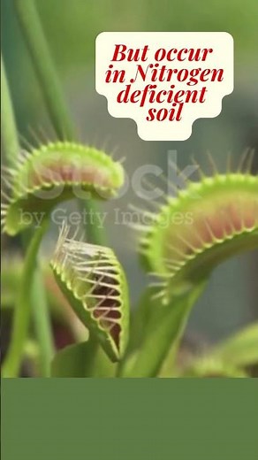 Why do some plants eat insects | Insect eating plants | Venus fly trap | Pitcher Plant #shorts