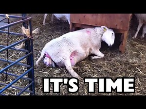 Sheep giving birth “Mastering the Art of Assisting Sheep in Giving birth