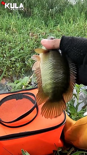 #kula #kulaangler #paunjunan #pilawa #sapatsiam #maunjun #papuyu #lokasipapuyutuha #betok #maunjun