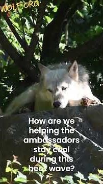Keeping wolves cool during a heat wave