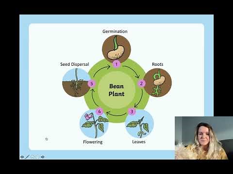 The Life Cycle of a Flowering Plant
