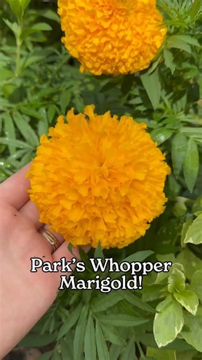 When we say Whopper, we mean it! 🌼 Park’s Whopper Marigold delivers some of the largest marigold blooms you’ll ever grow - and it’s exclusive to Park Seed! ✔️ Huge, vibrant flowers ✔️ Heat-tolerant & long-lasting ✔️ A favorite for pollinators 🚚 Flat rate shipping just $2.95 on all seed orders! #parkseed #letsgrowsomethinggood #gardening #easytogrow #flowers | Park Seed Gardening