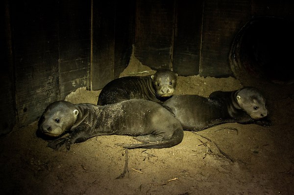 Zoo Duisburg rührt zu Tränen – das hat es weltweit noch nie gegeben