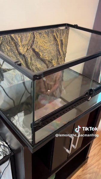 Bioactive Enclosure for Pacman Frogs: Setup Guide