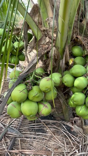 How to have a healthy and productive plantation #coconuts