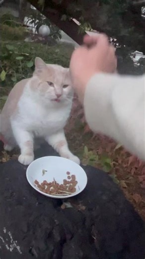 初めての餌やりの行方は#野良猫