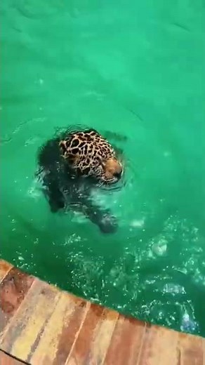 Jaguar Swimming! AMAZING