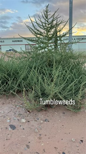 28 reactions · 7 comments | Tumbleweed Structural Features: Leaf...