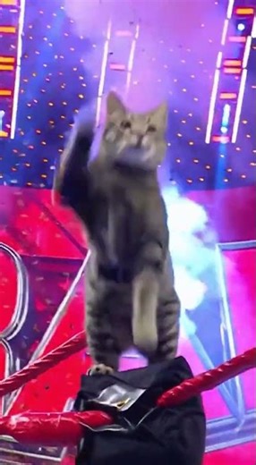 Cat Wrestler vs Girl – The Craziest Wrestling Match Ever 😹🤼‍♀️