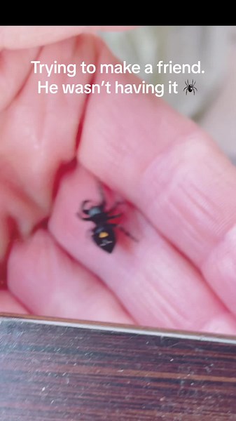 #spider #jumpingspider #friend #fyp