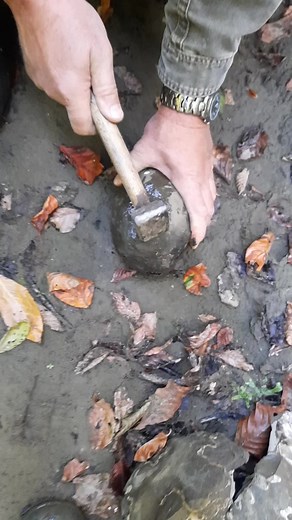 Изучение аммонитов: ключевые факты и интересные факты