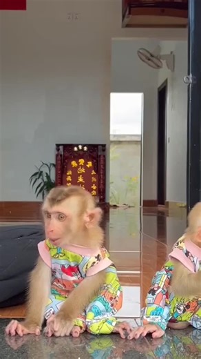 #monkey #monkeydluffy #monkeyface #monkeysoftiktok