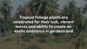 Tropical Foliage Plants