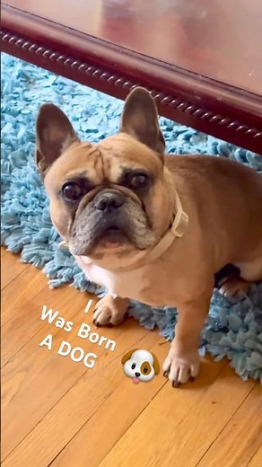I WAS BORN A DOG I IDENTIFY AS DOG BUT ACCORDING TO MY MOM I’M JUST A BABY #frenchbulldog #frenchie