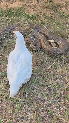 Python Snake vs Birds #highlightseveryone | Mobarak Snake Panchet