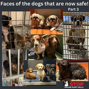 53 reactions · 28 shares | Here are a few of the over 250 dogs that...