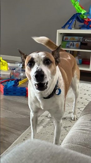 Cute Dog Photo Montage | Adorable Dog Pictures Collection