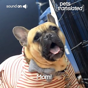 From a hungry dog to a screaming goat..enjoy the newest episode of Pets Translated | Try Not to Laugh