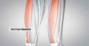 clip-1087053704-leg-muscles-rectus-femoris-detailed-display-human