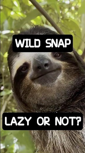 The Slowest Animal... or the Smartest? 🦥 | Sloth’s Secret Superpower Revealed!