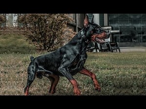 How to Train a Doberman Not to Be Aggressive