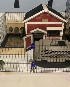 Welcoming Trixie Home! ❤️🐰 Today Trixie had her last dose of antibiotics and her ten day fecal test and she was free of coccidia. Monday she has a third fecal test to make sure we eradicated it. I was able to bring her home to the Lovebugs space. She seems to be happy. Watch her find a way in her new home just now. I even set up her bed in her house with fresh bedding. She likes going under the bed! Welcome home Trixie to the Bunny Besties Village and Sanctuary. We will love you forever here as