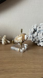 Rare Ancient Quartz Shell Fossil, Collectors Piece, Crystallised Shell - Etsy