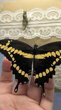 Giant Swallowtail Butterfly release today 8/11/26/Butterfly Sanctuary/ Hand Raised Butterfly's