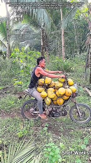 열대 농업 현장 리포트: 코코넛 수확물 오토바이 적재 및 수송 #worker #process #coconut #farming #transport