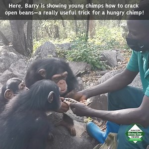 1K views · 98 reactions |  Teaching Orphan Chimps How to Survive in...