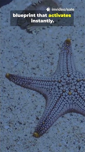What Makes STARFISH Regrow Their Arms So Fast?