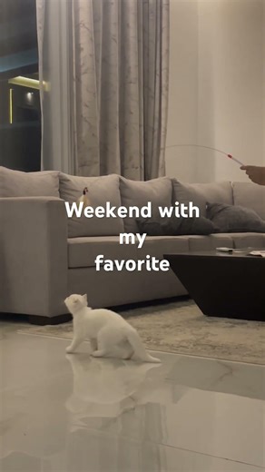 Weekend with my favorite #foryou #petlover #cutecat #travel #travelblog