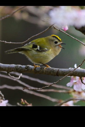 Exploring the Goldcrest and Firecrest Birds