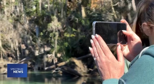 697 manatees made their way to warm water at Blue Spring State Park for the New Year!! | Sarah Winkelmann
