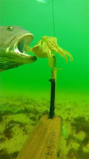 Giant #Fish vs. #Squid 😱🦑 Wait for the MONSTER...