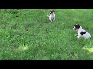 Jack Russell Mix Puppies for Sale