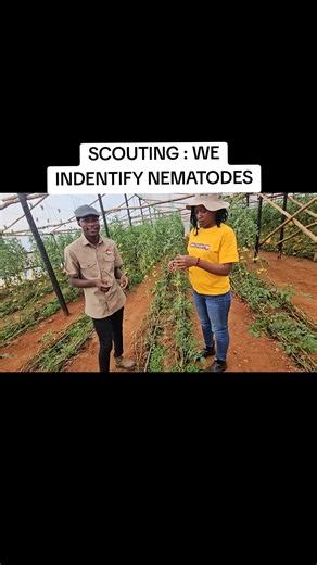Agricultural practices consistently incorporate nematicide applications to mitigate the risk of nematode infestations. Failure to do so can result in significant yield reductions, potentially impacting up to 70% of the harvest. #TakueMdumeni #Scouting