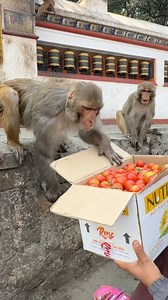 363K views · 3.1K reactions | Monkey vs tomatoes  | Feeding Animal - FAF | Facebook