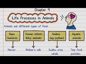 📝FREE Notes | Life Process in Animals | Class 7 Science | NCERT | Self-Study Notes